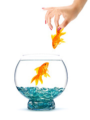 Image showing Gold fish in aquarium