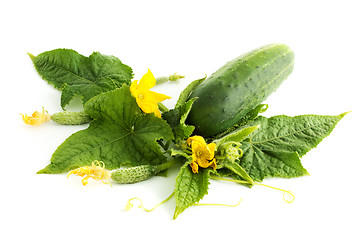 Image showing The cucumber white flowers 