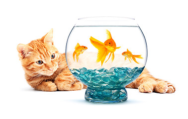 Image showing Goldfish and cat