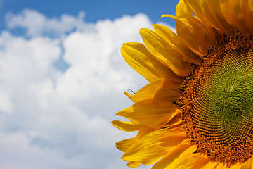 Image showing Sunflower