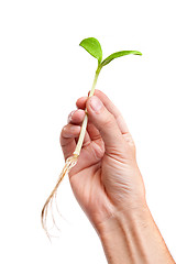 Image showing Male hand hold a small sprout and an earth handful