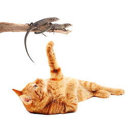 Image showing Cat playing with lizards 