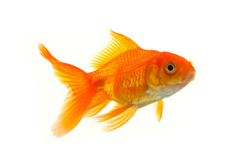 Image showing Goldfish