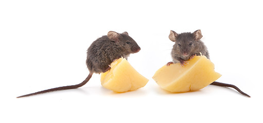 Image showing Mouse and cheese