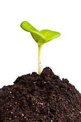 Image showing Heap dirt with a green plant sprout isolated