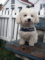 Image showing Bichon Frisé