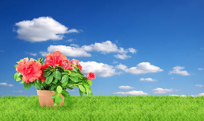 Image showing Flower in a flowerpot