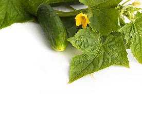 Image showing The cucumber white flowers 