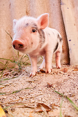 Image showing Close-up of a cute muddy piglet running around outdoors on the f