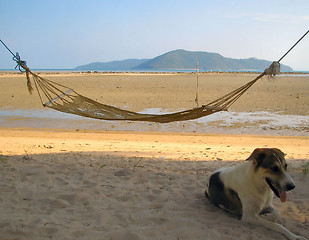 Image showing Beach with hammock and dog.