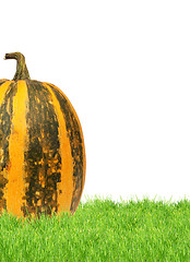 Image showing Yellow pumpkin 