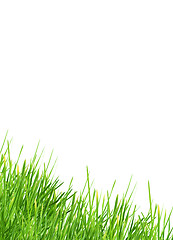 Image showing Grass