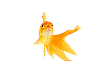 Image showing Goldfish