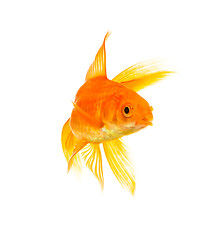 Image showing Goldfish