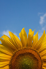 Image showing Sunflower