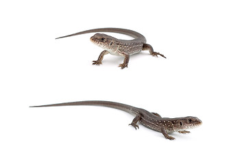 Image showing Llizards