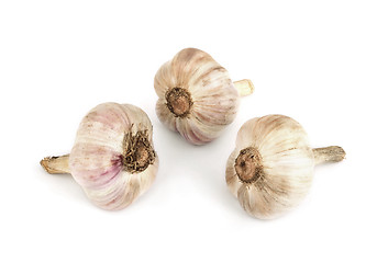 Image showing Head of garlic
