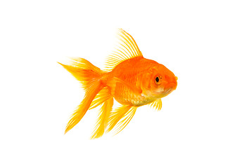 Image showing Goldfish