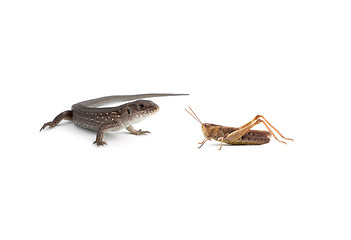 Image showing Two lizards and a grasshopper