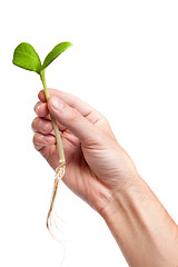 Image showing Male hand hold a small sprout and an earth handful