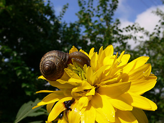 Image showing Snail