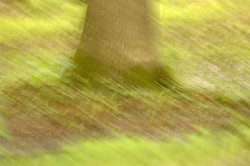 Image showing Impressionist Tree Trunk