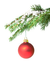 Image showing Branch with a Christmas toy