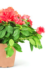 Image showing Flower in a flowerpot