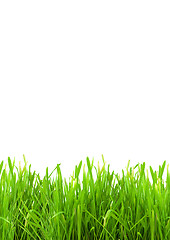 Image showing Isolated green grass