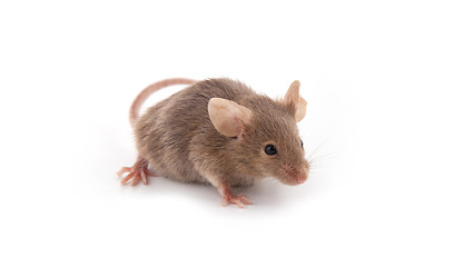 Image showing Small mouse