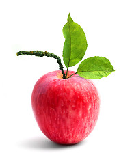 Image showing Apple