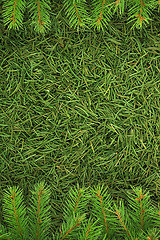 Image showing Christmas spruce  texture