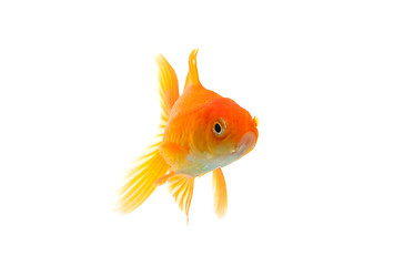 Image showing Goldfish