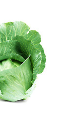 Image showing Head of green cabbage