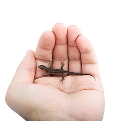 Image showing Lizard in the hand