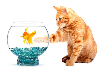 Image showing Goldfish and cat