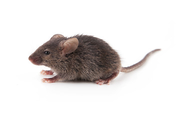 Image showing Small mouse