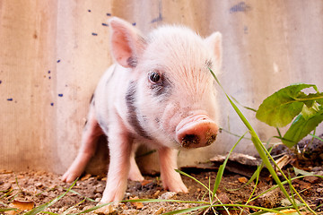 Image showing Close-up of a cute muddy piglet running around outdoors on the f