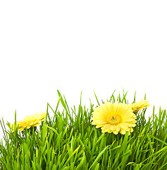 Image showing Isolated green grass with yellow flowers