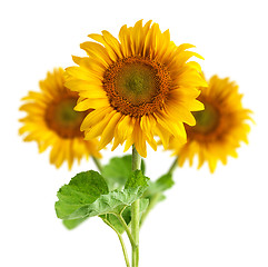 Image showing The beautiful sunflower