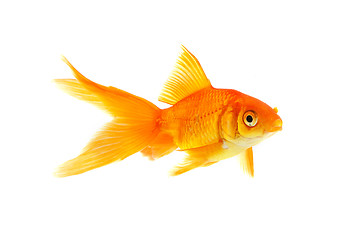 Image showing Goldfish