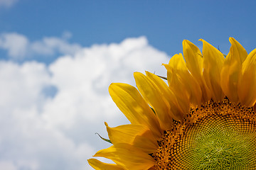 Image showing Sunflower