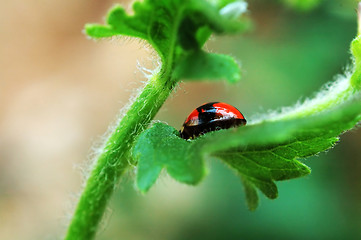 Image showing Ladybird hiding on leaf