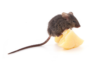 Image showing Mouse and cheese