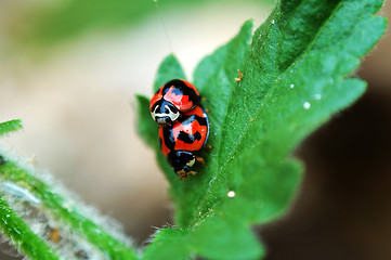 Image showing Ladybirds with love