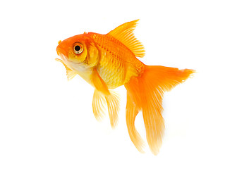 Image showing Goldfish