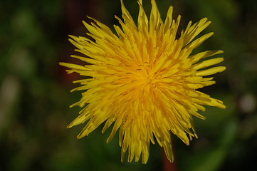 Image showing yellowflower