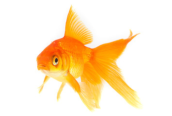 Image showing Goldfish