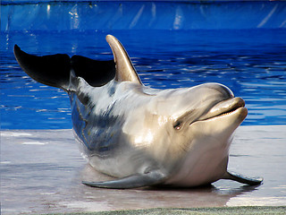 Image showing Dolphin