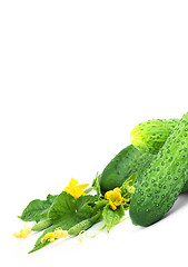 Image showing The cucumber white flowers 